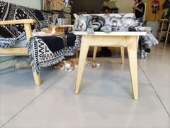 -平行世界·猫咖(首经贸店)