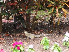 -Emerald Botanic Gardens