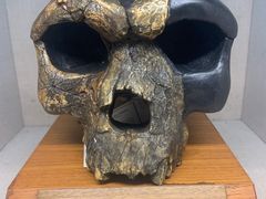 -上海自然博物馆