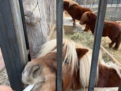 -石家庄市动物园