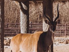 -济南野生动物世界