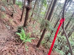 -素山寺森林公园