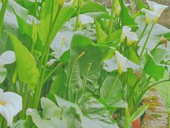 -南山植物园