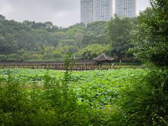 -龙头寺公园