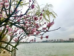 -无锡蠡湖国家湿地公园-蠡园