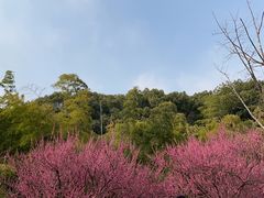 -苏州上方山国家森林公园
