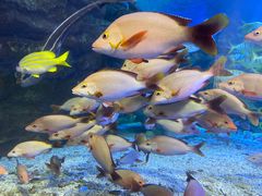 -太平洋海底世界