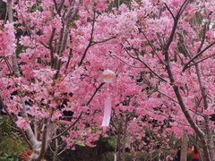 -狐尾山公园