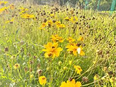 -天津东丽湖风景区