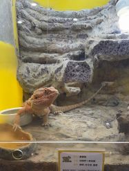 -神奇动物撸宠馆·羊驼·小浣熊·异宠(豫园店)