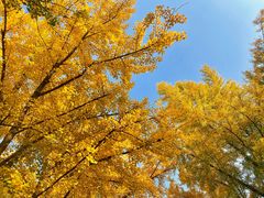 -三里屯东五街银杏大道