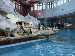 -帝企鹅自助餐厅•儿童岛•真企鹅(长隆企鹅酒店)