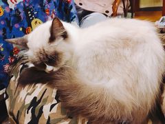 -猫色咖啡·猫咖
