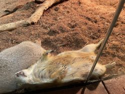 -Zoolung Zoolung动物主题公园(海信广场店)