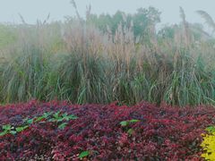 -白鹭湾湿地公园