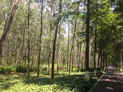 -合肥滨湖国家森林公园