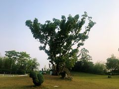 -上海崇明金茂凯悦酒店