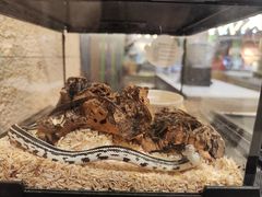 -帕帕拉兹宠物(亚洲旗舰店)