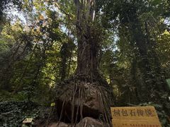 -莫里热带雨林景区