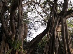 -瑞丽独树成林风景区