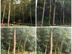 -火炉山森林公园