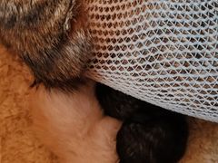 -米苏动物医院·犬猫专科·骨科外科内窥镜
