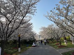 -顾村公园