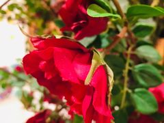 -北京老门框爆肚涮肉馆(凤城六路店)