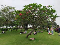 -大湾区中央湿地公园