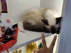 -喵园·猫主题咖啡厅·撸猫·猫咖(国贸店)