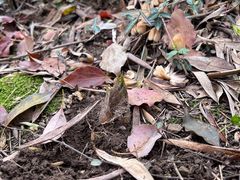 -上海佘山国家森林公园天马山园