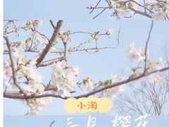 -顾村公园
