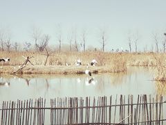 -盐城丹顶鹤湿地生态旅游区