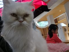 -艾贝尔宠物医院·24H转诊中心·肿瘤猫专科(江宁双龙店)
