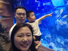-芜湖新华联大白鲸海洋公园