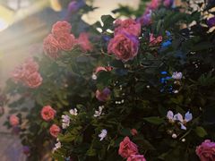 -南山鲜虾面·活鲜小馆·海味大连菜(南山总店)