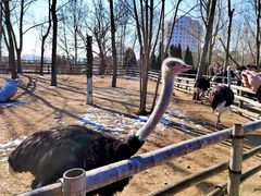 -大连森林动物园