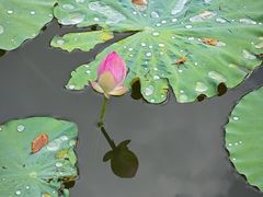 -广州神农草堂中医药博物馆