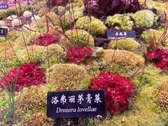 -中国科学院西双版纳热带植物园