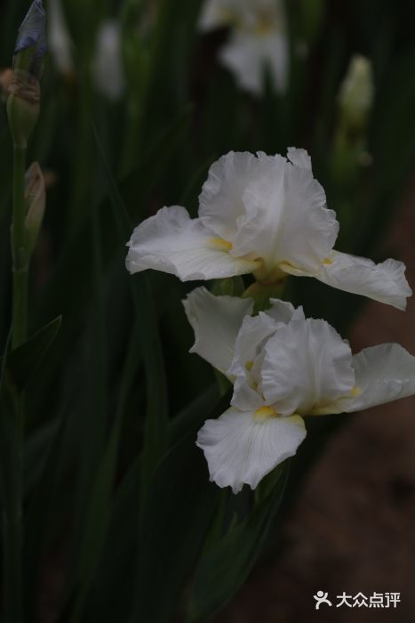 国家植物园南园图片