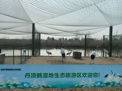 -盐城丹顶鹤湿地生态旅游区