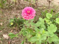 -田园东方蜜桃村的田野营地
