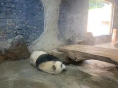 -海南热带野生动植物园