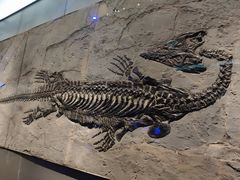 -贝林大翅鲸简餐厅(国家海洋博物馆店)