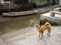 -小洲村