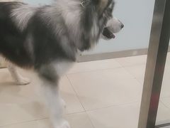 -宠福鑫康馨动物医院·骨科·眼科
