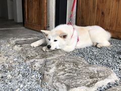 -云里小坐·小院里·团建·宴请·下午茶(三圣乡店)