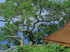 -三亚亚龙湾人间天堂鸟巢度假村