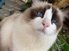 -喵屿·大理花园猫咖