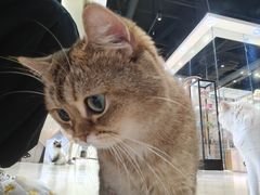 -藏猫猫咖啡主题馆(中央大道店)